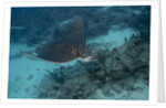 Spotted eagle ray (Aetobatus narinari). by Anonymous