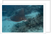 Spotted eagle ray (Aetobatus narinari). by Anonymous