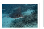 Spotted eagle ray (Aetobatus narinari). by Anonymous