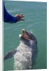 Bottlenose dolphin interacts with Trainer. by Anonymous