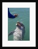 Bottlenose dolphin interacts with Trainer. by Anonymous