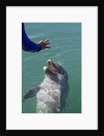 Bottlenose dolphin interacts with Trainer. by Anonymous