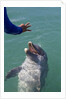 Bottlenose dolphin interacts with Trainer. by Anonymous