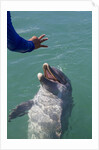 Bottlenose dolphin interacts with Trainer. by Anonymous