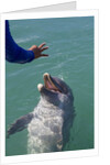 Bottlenose dolphin interacts with Trainer. by Anonymous