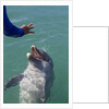 Bottlenose dolphin interacts with Trainer. by Anonymous