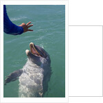 Bottlenose dolphin interacts with Trainer. by Anonymous