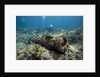 Diver peruses 10,000 pound Cannon. by Anonymous