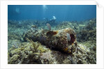 Diver peruses 10,000 pound Cannon. by Anonymous