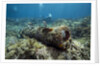 Diver peruses 10,000 pound Cannon. by Anonymous
