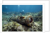 Diver peruses 10,000 pound Cannon. by Anonymous