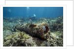 Diver peruses 10,000 pound Cannon. by Anonymous