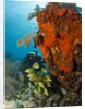 Technical diver on coral reef. by Anonymous