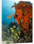 Technical diver on coral reef. by Anonymous