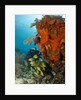 Technical diver on coral reef. by Anonymous