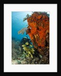 Technical diver on coral reef. by Anonymous
