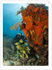 Technical diver on coral reef. by Anonymous