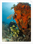 Technical diver on coral reef. by Anonymous