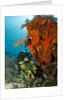 Technical diver on coral reef. by Anonymous