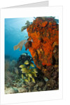 Technical diver on coral reef. by Anonymous