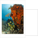 Technical diver on coral reef. by Anonymous