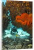 Technical diver on coral reef. by Anonymous