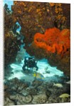 Technical diver on coral reef. by Anonymous