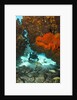 Technical diver on coral reef. by Anonymous