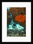 Technical diver on coral reef. by Anonymous