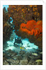 Technical diver on coral reef. by Anonymous