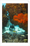 Technical diver on coral reef. by Anonymous