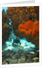 Technical diver on coral reef. by Anonymous
