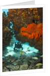 Technical diver on coral reef. by Anonymous