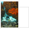 Technical diver on coral reef. by Anonymous