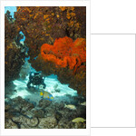 Technical diver on coral reef. by Anonymous