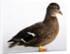Call Duck by Anonymous