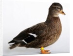 Call Duck by Anonymous