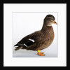 Call Duck by Anonymous