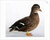 Call Duck by Anonymous