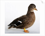 Call Duck by Anonymous