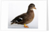 Call Duck by Anonymous