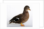 Call Duck by Anonymous