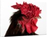 Derbyshire Redcap by Anonymous