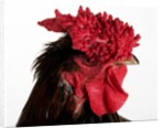 Derbyshire Redcap by Anonymous