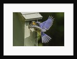 Eastern Bluebird by Anonymous