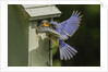 Eastern Bluebird by Anonymous