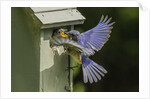 Eastern Bluebird by Anonymous