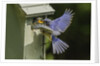 Eastern Bluebird by Anonymous