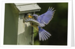 Eastern Bluebird by Anonymous