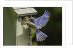 Eastern Bluebird by Anonymous